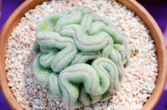 Mammillaria Elongata Cristata Beyin Kaktüs(5,5 luk Saksı)