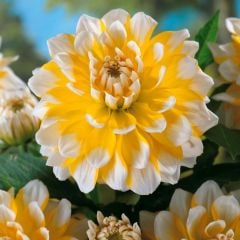 Dev Çiçekli Sarı Renkli Seattle Dahlia Yıldız Çiçeği Yumrusu (1 adet )