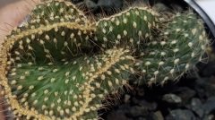 Opuntia Fulgida Cristata Kıvrımlı Beyin Kaktüs