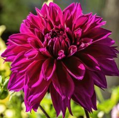 Dev Çiçekli Thomas Edison Dahlia Yıldız Çiçeği Yumrusu (1 adet )