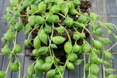 Klenia Rowleyanus Tesbih Çİçeği Sukulent ( 5 Lik Saksıda )