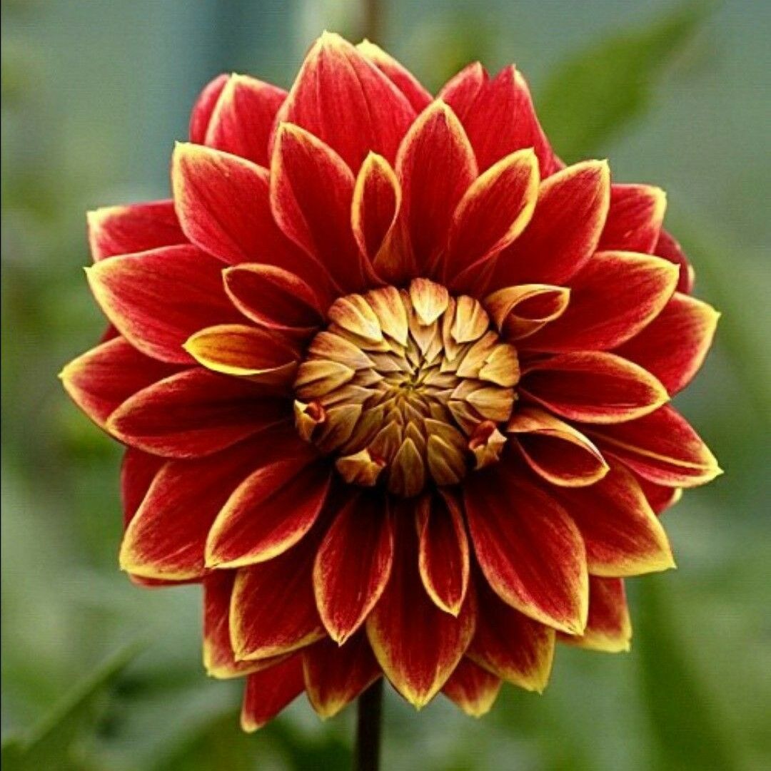 Dev Çiçekli Dutch Carnaval Dahlia Yıldız Çiçeği Yumrusu (1 adet )