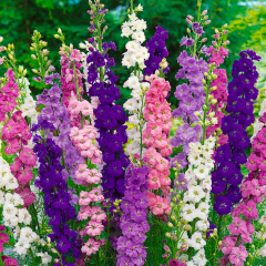 Karışık renkli Hezaren(Delphinium) Çiçeği (450 tohum)
