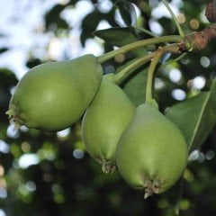 Tüplü Aşılı Verimli Erkenci Akça Armut Fidanı