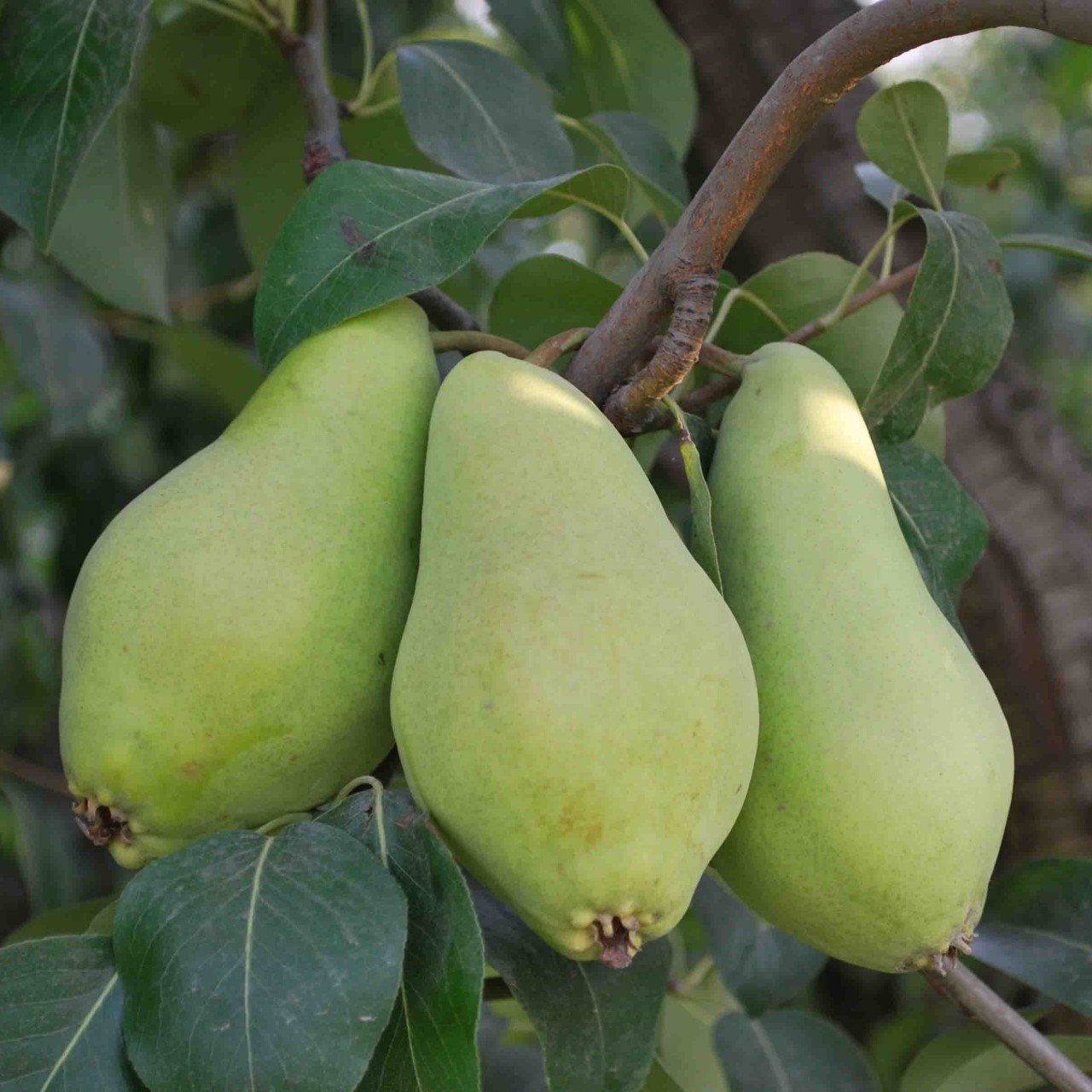 Tüplü Aşılı Verimli Erkenci Akça Armut Fidanı