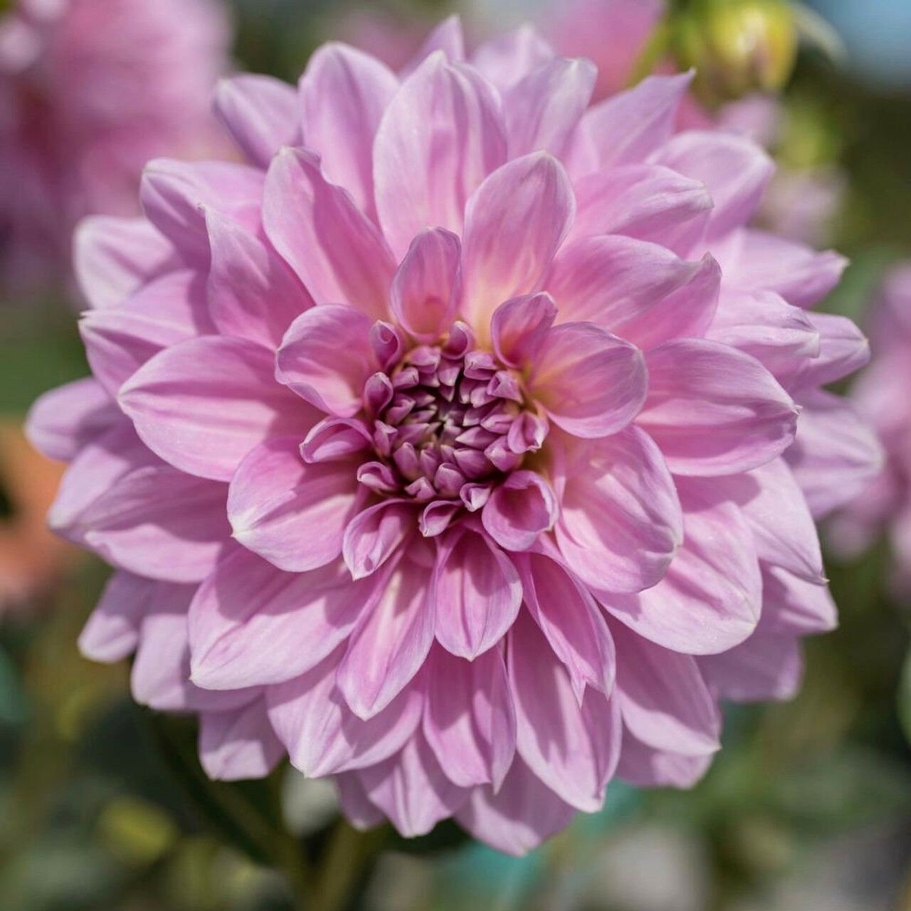 Dev Çiçekli Lavender Perfection Dahlia Yıldız Çiçeği Yumrusu (1 adet )