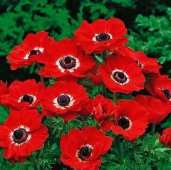 Kırmızı Renkli Red Hollandia Anemon Çiçeği Soğanı (5 adet)