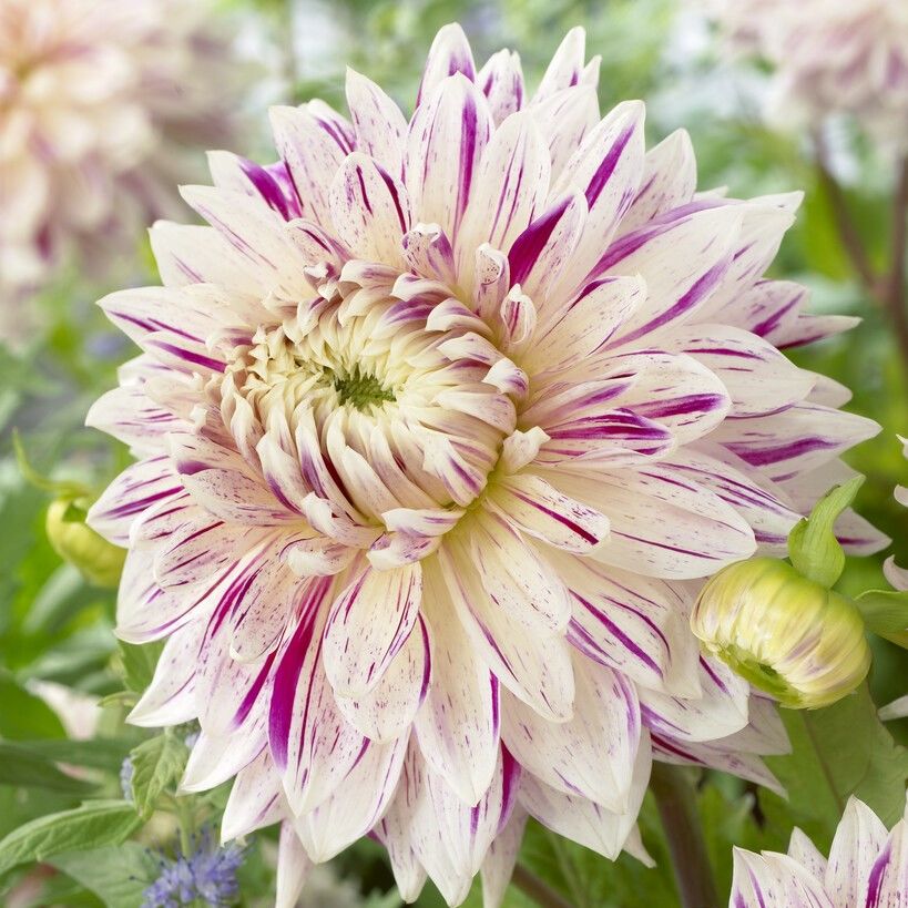 Dev Çiçekli Avignon Dahlia Yıldız Çiçeği Yumrusu (1 adet )