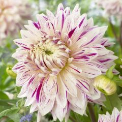 Dev Çiçekli Avignon Dahlia Yıldız Çiçeği Yumrusu (1 adet )