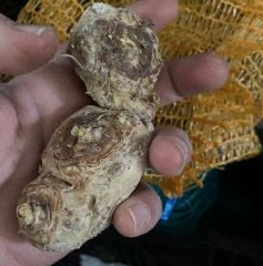 Mix Karışık Crystal Blysh Calla Gala Çiçeği Soğanı (3 Adet Soğan)