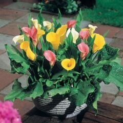 Mix Karışık Crystal Blysh Calla Gala Çiçeği Soğanı (3 Adet Soğan)