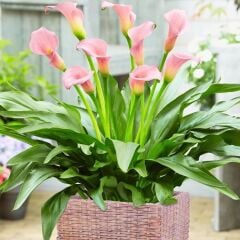 Crystal Blysh Calla Gala Çiçeği Soğanı (1 Adet Soğan)