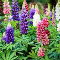 Russell Strain Karışık Renkli Acı Bakla Çiçeği Tohumu(42 tohum)