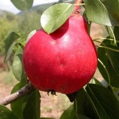 Tüplü Aşılı Yüksek Aromalı Starkrimson Kırmızı Armut Fidanı
