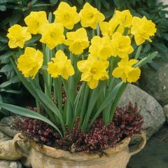 St Kevern Sarı Renkli Nergis Çiçeği Soğanı (5 adet)