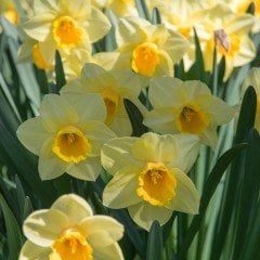 Golden Salome Altın Sarı Nergis Çiçeği Soğanı (5 adet)