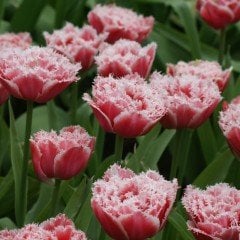 Özel Brest Pembe Fırfırlı Lale Soğanı(5 adet)