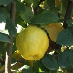 Tüplü Aşılı Hoş Kokulu Aromatik Ekmek Ayva Fidanı