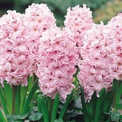 Hyacinthus Fondant  Sümbül Soğanı (3 adet)