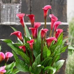 Kırmızı Renkli Zantedeschia Fantasia Gala (Calla) Çiçeği Soğanı (1 Adet)