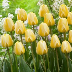 Özel Cream Cocktail Lale Soğanı (5 adet)