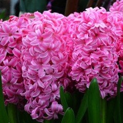Anna Marie Sümbül Hyacinthus Soğanı (3 adet)