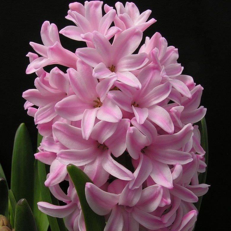 Anna Marie Sümbül Hyacinthus Soğanı (3 adet)