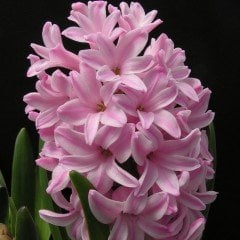 Anna Marie Sümbül Hyacinthus Soğanı (3 adet)