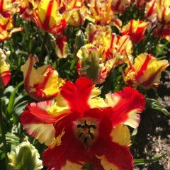 Özel Flaming Parrot Katmerli Lale Soğanı (5 adet)