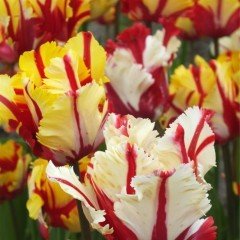 Özel Flaming Parrot Katmerli Lale Soğanı (5 adet)