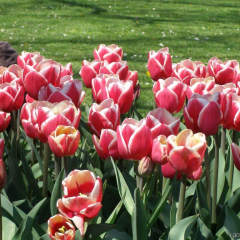 Özel Furand Kırmızı Beyaz Lale Soğanı (5 adet)