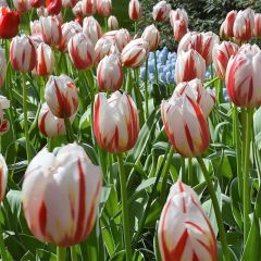 Özel Happy Generation Çift Renkli Lale Soğanı (5 adet)