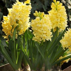 Yellow Stone Sarı Sümbül Hyacinthus Soğanı (3 adet)