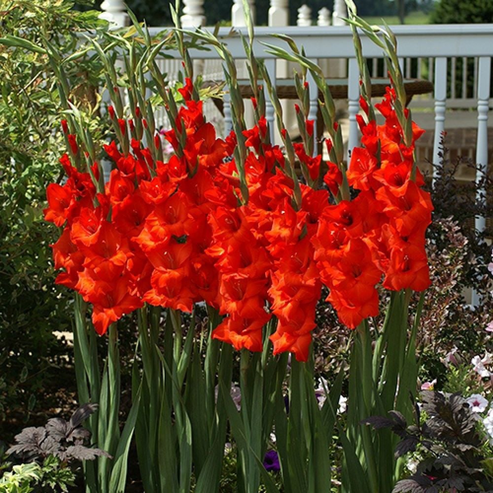 Özel Renk Gladiolus Mascagni Glayör Çiçeği Soğanı (4 adet)