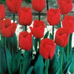 Özel İlle De France Lale Soğanı (5 adet)