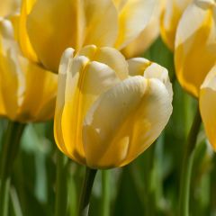 Özel Jaap Groot Lale Soğanı (5 adet)