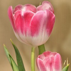 Özel Jinkhe İri Kafa Lale Soğanı (5 adet)