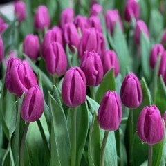 Özel Purple Flag Koyu Mor Lale Soğanı (5 adet)