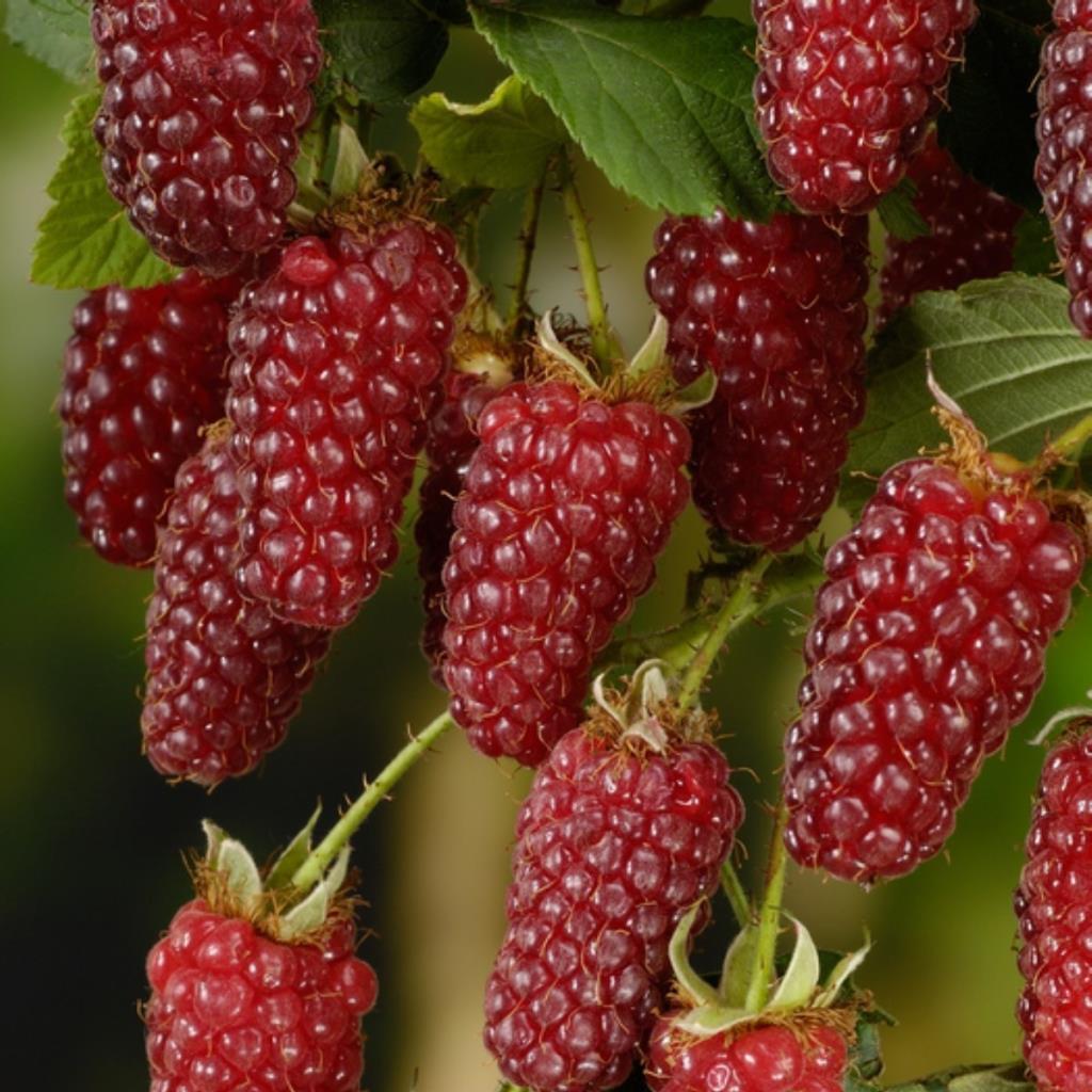 Tüplü Nadir Çeşit Bol Verimli Tayberry Böğürtlen Fidanı