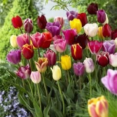 Özel Karışık Renkli Lale Soğanı (2000 adet)