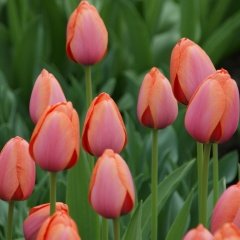 Apricot İmpression Lale Soğanı (5 adet)