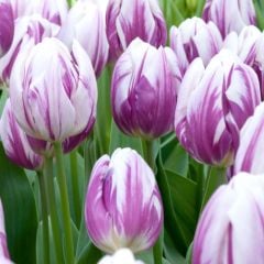 Flaming Flag Mor Eflatun Alacalı Lale Soğanı (5 adet)