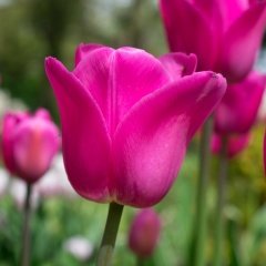 Don Quichotte Pembe Lale Soğanı (5 adet)