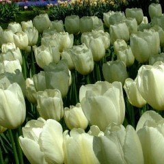 Özel Pays bass Beyaz Krem Lale Soğanı (5 adet)