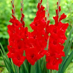 Kırmızı Gladiolus Oscar Glayör Çiçeği Soğanı (4 adet)