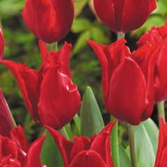 Özel Pretty Woman Osmanlı Kırmızı Lale Soğanı (5 adet)