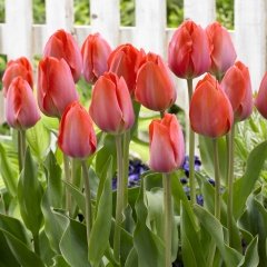 Van Eijk Lale Soğanı (5 adet)