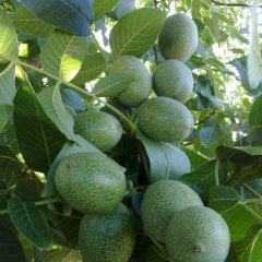 Tüplü Aşılı Bol Verimli Franquette Ceviz Fidanı