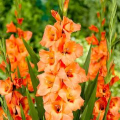 Somon Gladiolus Peter Pears Glayör Çiçeği Soğanı (4 adet)
