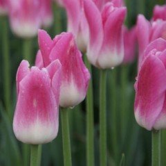 Özel Royal Ten Lale Soğanı (5 adet)